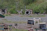 June 16: Sled dog training at the Maclaren River