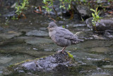 American Dipper