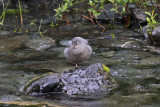 American Dipper
