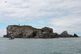 June 28: Bird Island, Kachemak Bay, Alaska