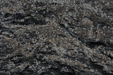 June 28: Black-legged Kittiwakes nesting on Bird Island