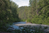 June 24: Kenai Forest