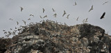 June 28: Fleeing an Eagle