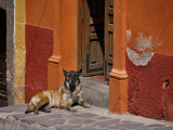 German Shepard San Miguel Doorstep