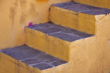 Single Bougainvillea