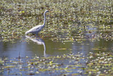 Noralungie Billabong_4_web.jpg