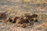 ...as is elephant dung