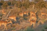 Impalas