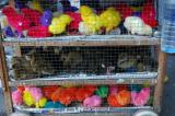 Easter Chicks 2
