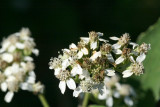Freeze Plant (Verbesina virginica)
