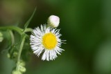 Philadelphia Fleabane (Erigeron philadelphicus)