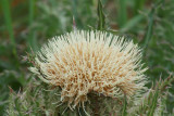 YellowThistle (Cirsium horridulum)