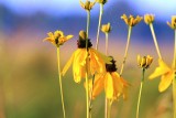Giant Coneflower (Rudbeckia maxima)
