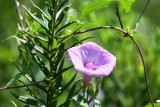 Sharp-Pod Morning Glory (Ipomoea cordatotriloba)