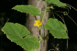 Cucumber Flower
