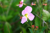 Maryland Meadow Beauty (Rhexia mariana)