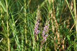 Narrow Leaf Gay Flower (Liatris mucronata)