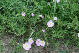 Showy Primrose (Oenothera speciosa)