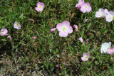 Showy Primrose (Oenothera speciosa)