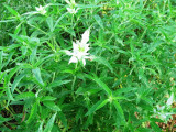 Spotted Bee Balm (Monarda punctata)
