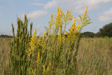 Tall Goldenrod (Solidago canadenis)