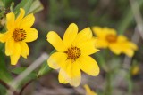 Swamp Sunflower (Helianthus angustifolius)