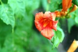 Trumpet Vine-Creeper (Campsis radicans)