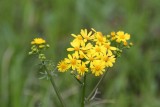 Cut Leaf Groundsel (Packera tampicana)