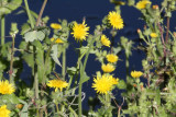 Sow Thistle (Sonchus asper)