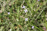 Small Bluets (Houstonia micrantha)