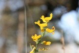Southern Corydalis (Corydalis micrantha)