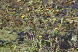 Sow Thistle (Sonchus asper)