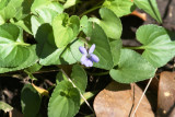 Bayou Violet (Viola langloisii)