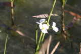 Delta Arrowhead (Sagittaria platyphylla)
