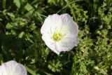 Showy Primrose (Oenothera speciosa)