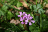Violet Wood Sorrel (Oxalis violacea)