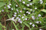 Drummon Skullcap (Scutellaria drummondii)