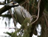 Yellow-Crowned Night Heron