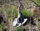 Great Blue Heron