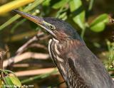 Green Heron