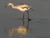 Little Blue Heron