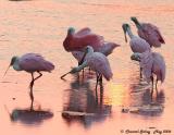 Roseate Spoonbills at Sunset
