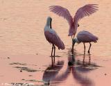 Roseate Spoonbills at Sunset