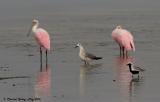 Roseate Spoonbills at Sunset