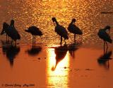 Roseate Spoonbills at Sunset