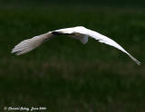 Great Egret in Flight