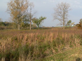 Most of Strub Praire is in photo
Looking W. 382 to the left,
Polk Right center, path far right.