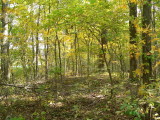 Hora Woods looking W
Vincent Ave and cornfield
is on Left.