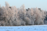 liereman-2009-01-09_009.jpg