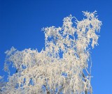 liereman-2009-01-09_057.jpg